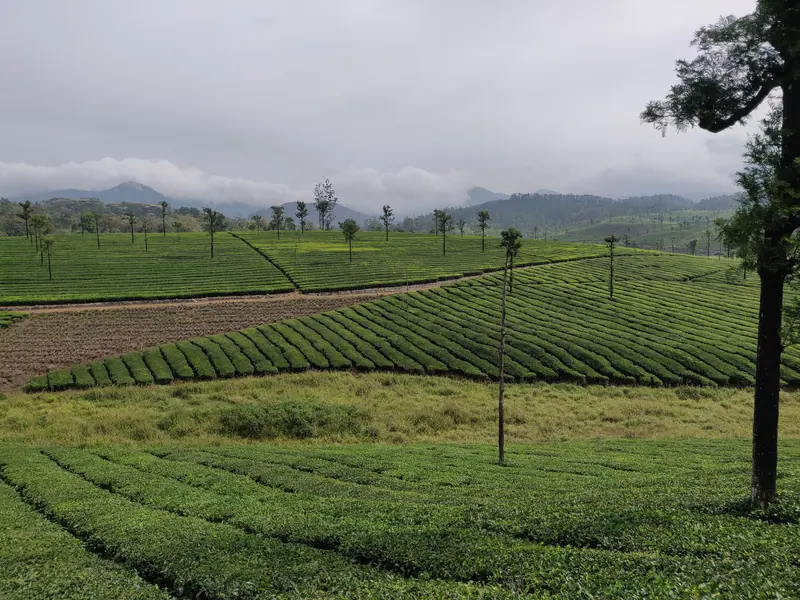 Valparai tea plateau
