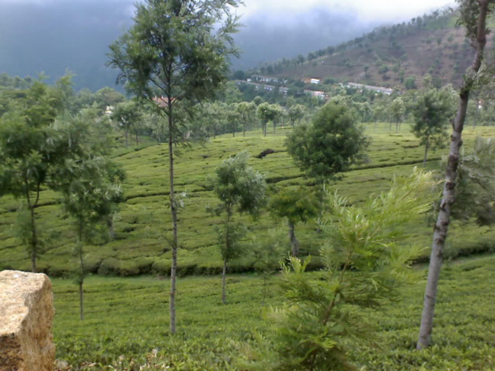 Nilgiri tea estate near Coimbatore
