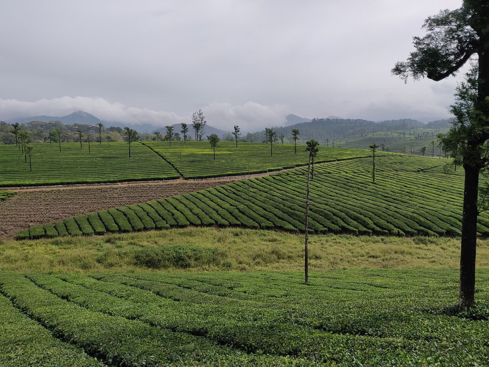 Valparai tea plateau