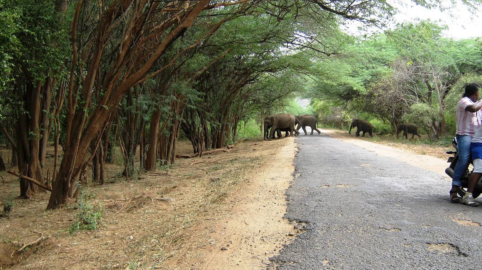 Wild elephants, Anamalai Tiger Reserve
